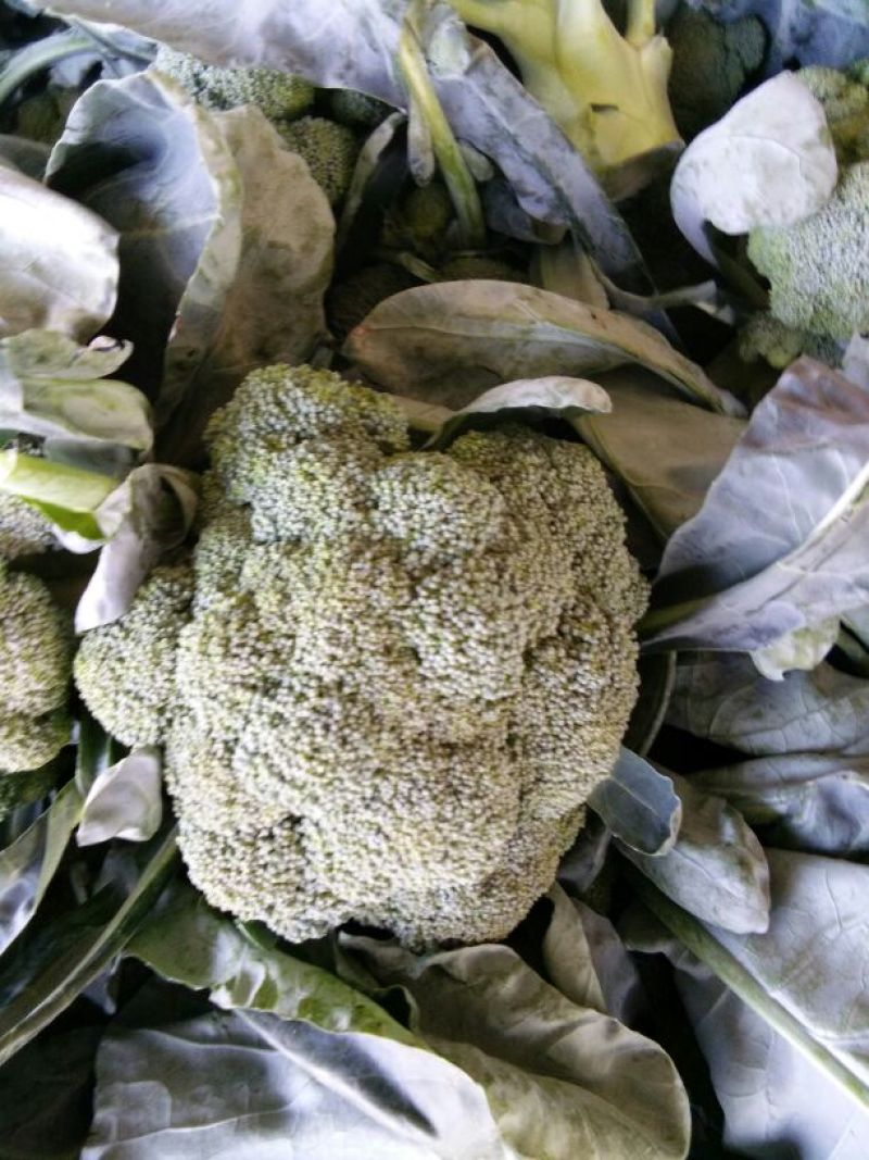 新野县西蓝花，大量上市，适合适合，超市，市场，加工厂，