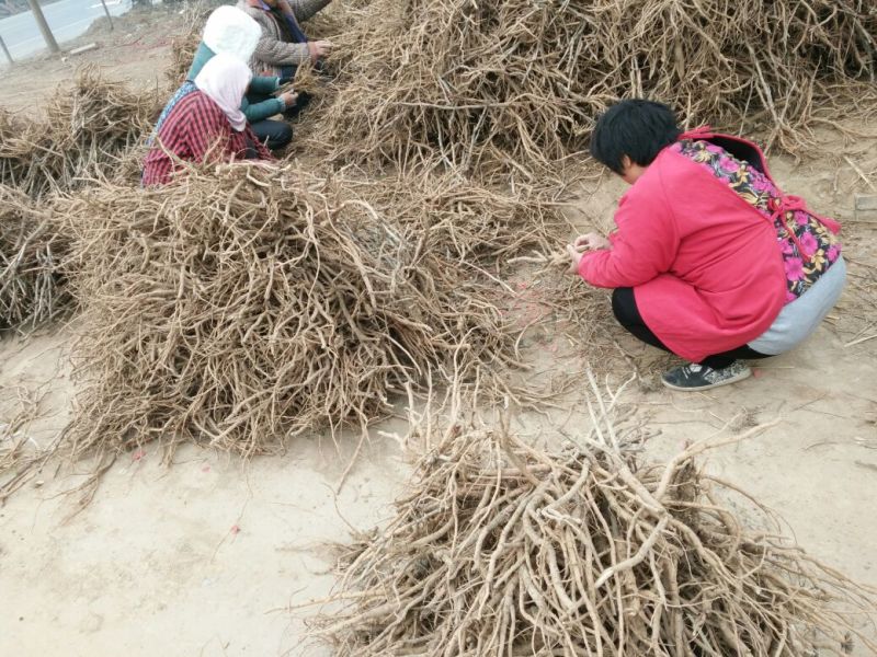 油牡丹苗20~30cm