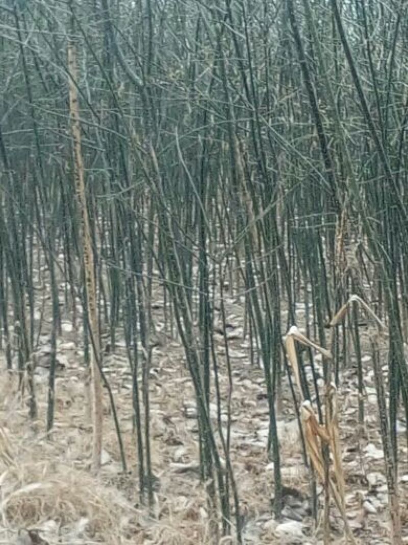 国槐2cm以下4~6cm1米以下