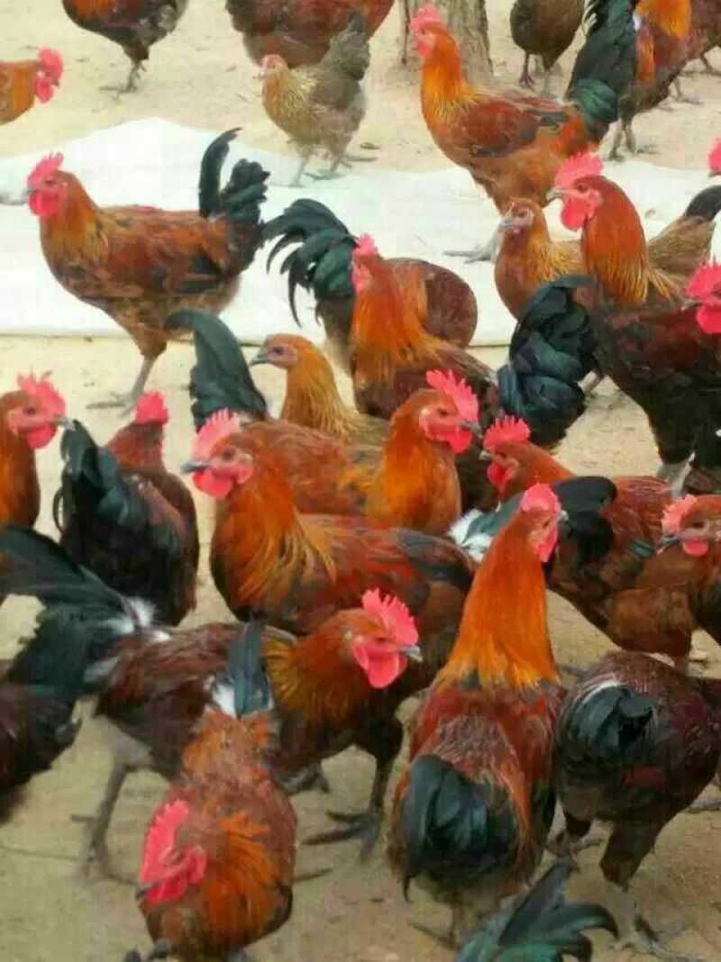 土鸡苗
