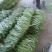 扁青芸豆精品货赶集货电商货负责找车还有其他蔬菜代办代发