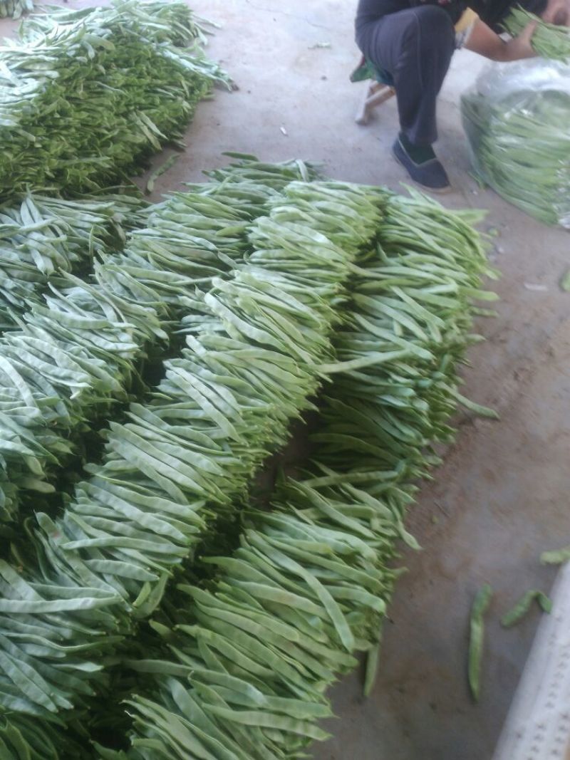 扁青芸豆精品货赶集货电商货负责找车还有其他蔬菜代办代发