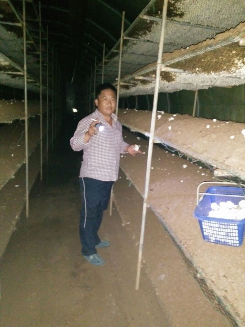 双孢菇一级4cm