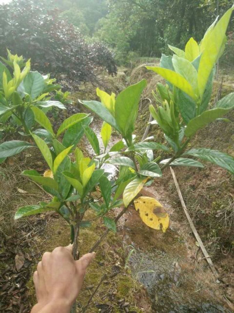 大叶栀子苗50~60cm