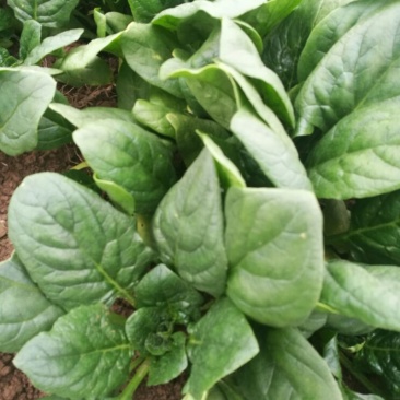 小叶菠菜10~15厘米