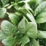 小叶菠菜10~15厘米