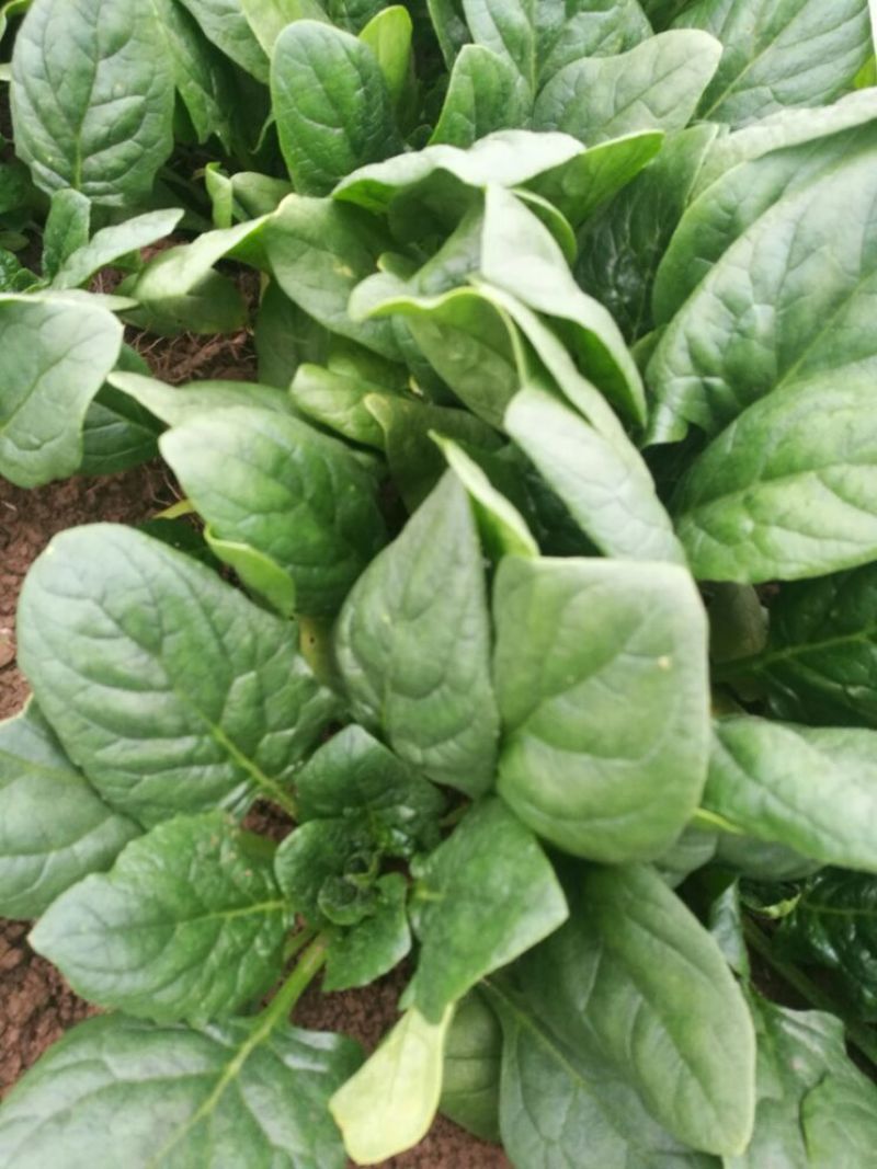 小叶菠菜10~15厘米