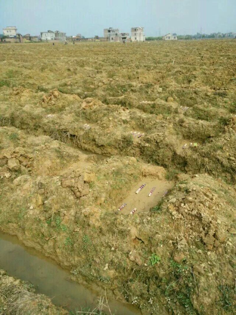 广西甘蔗种子甘蔗种子批发黑皮甘蔗基地质量保证一手货源