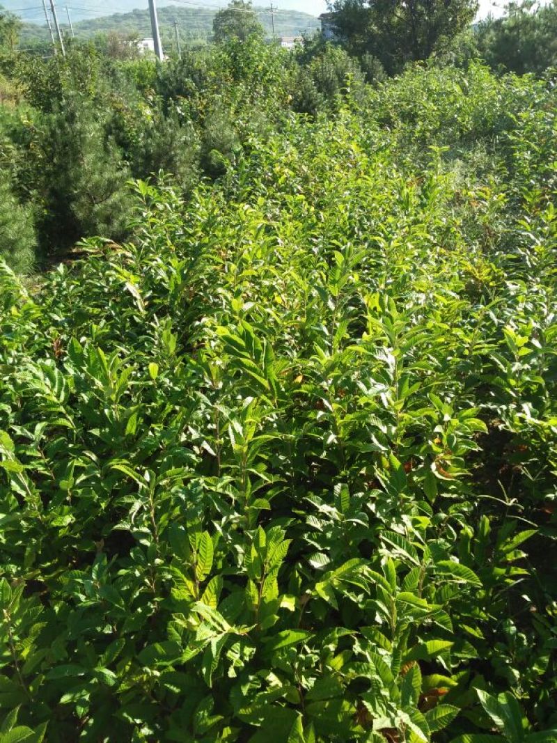 大红袍板栗苗泰山红油板栗苗