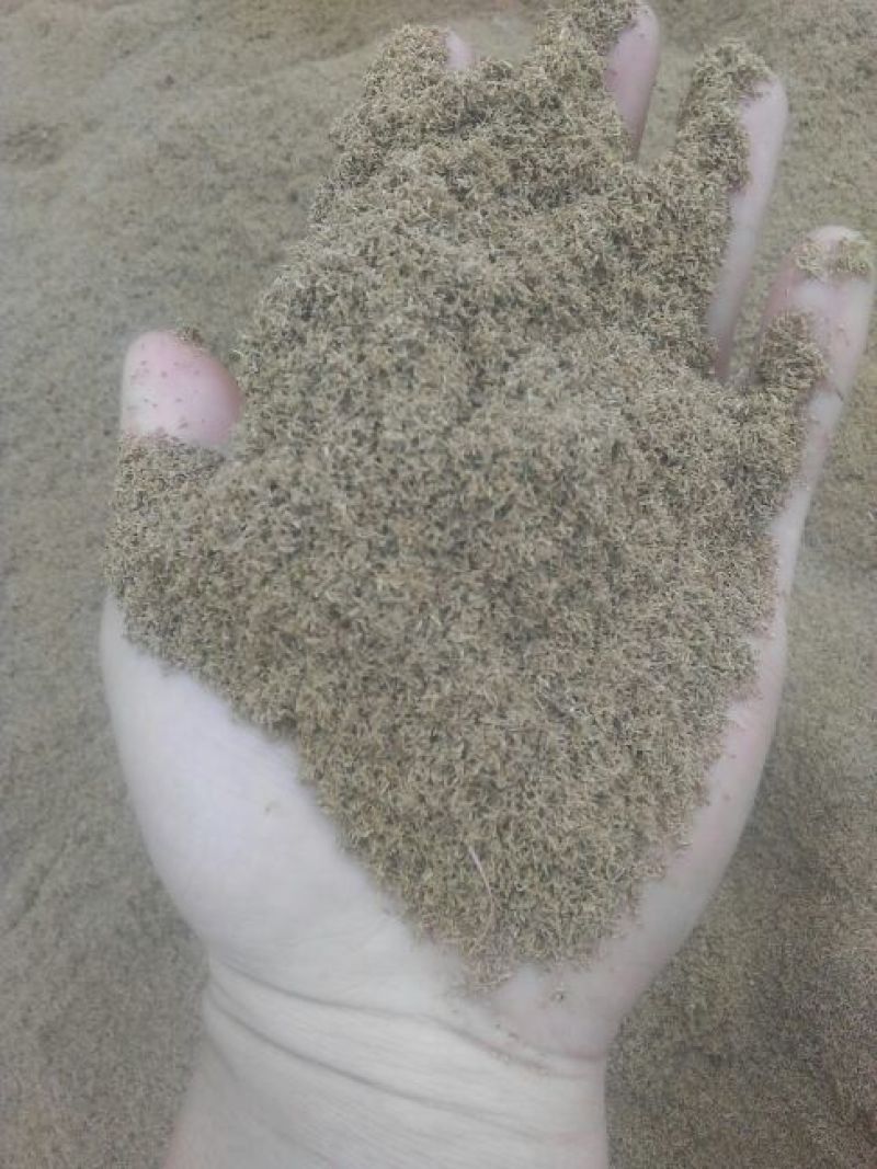 龙胆草种子