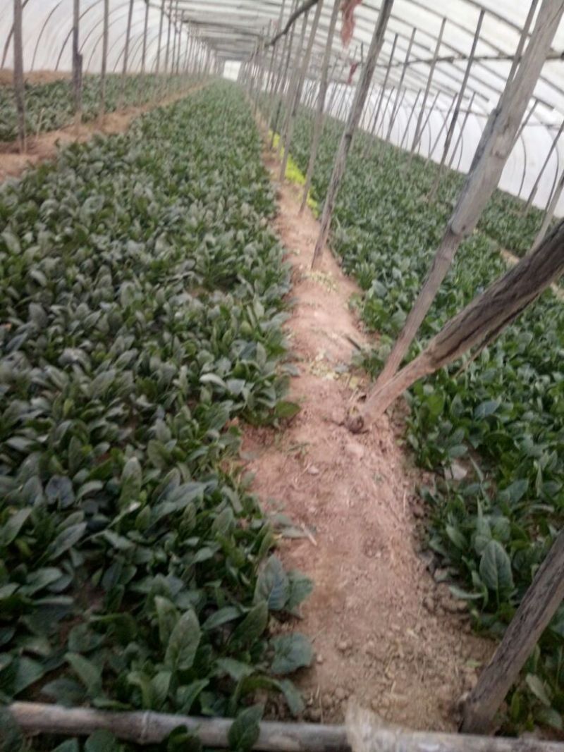 菠菜10~15厘米