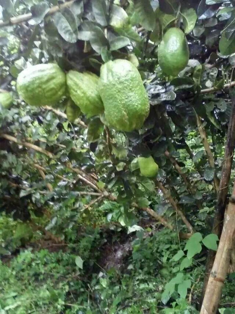 蜂蜡