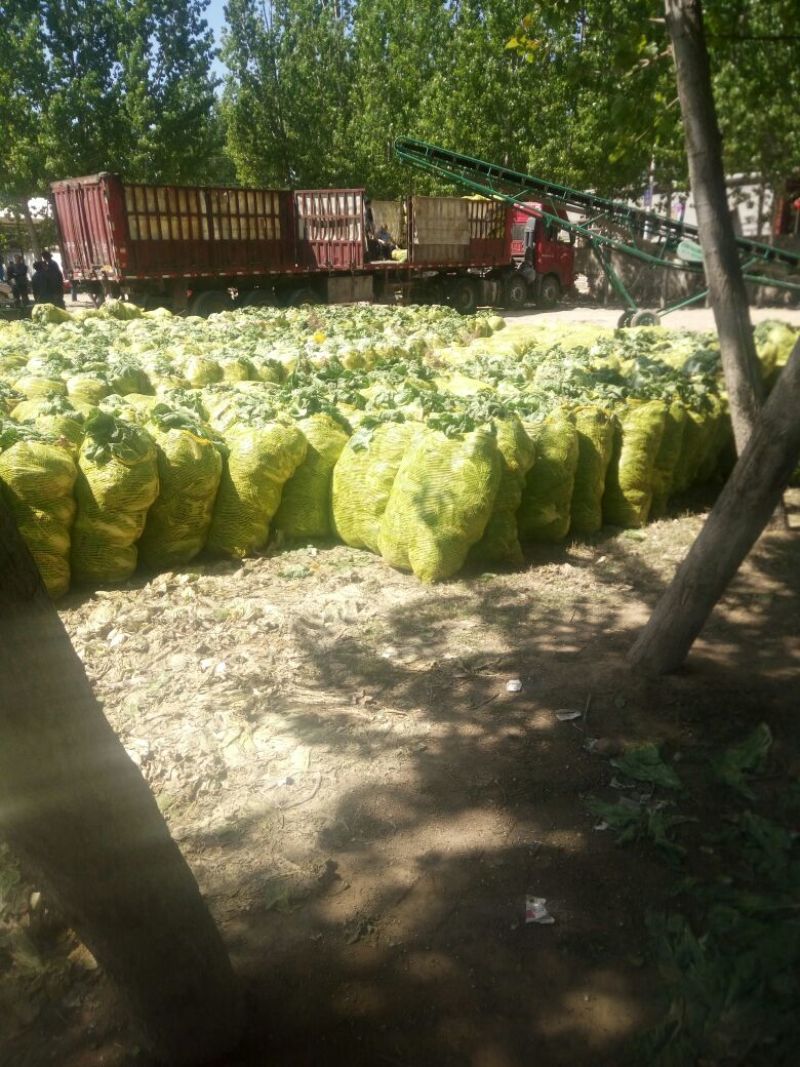 大白菜4~5斤大量供应，持续时间长，无烧心无烂棵诚信代收
