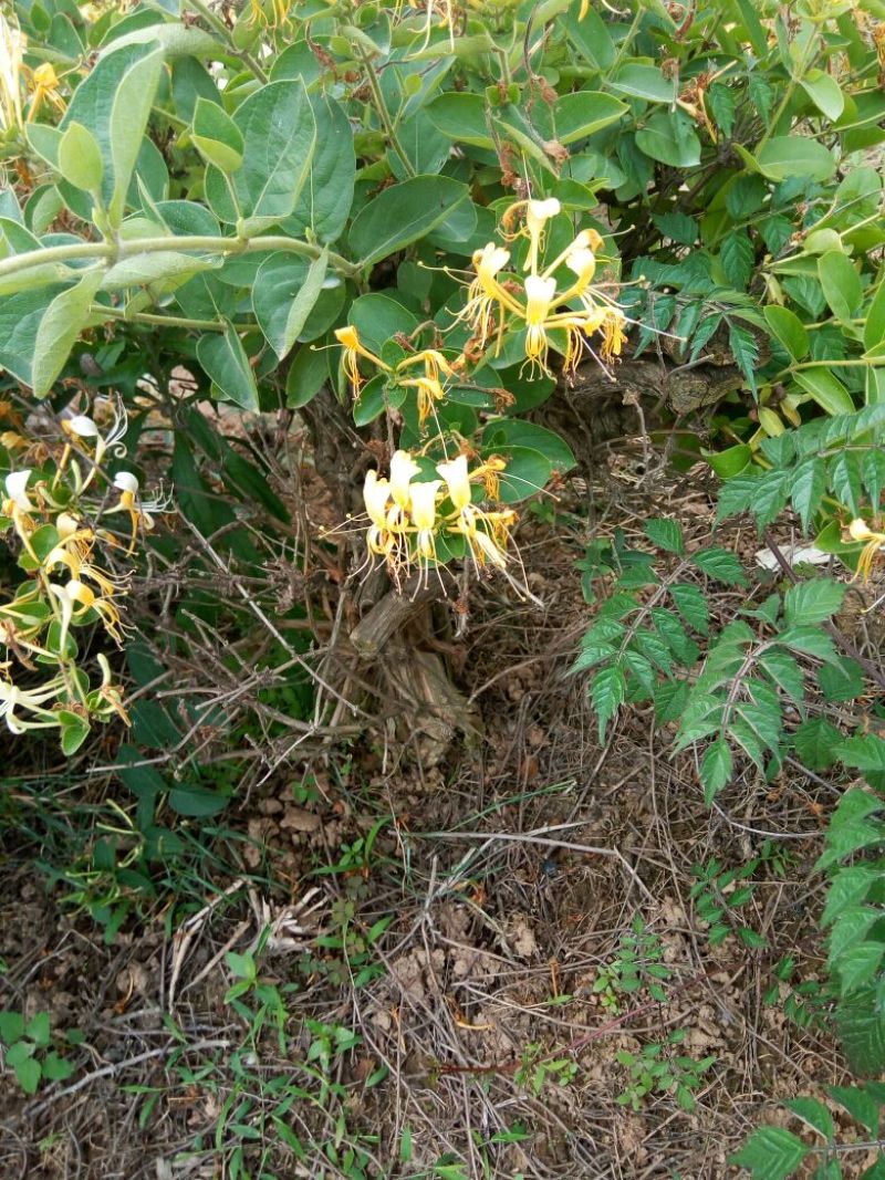 金银花1米以下