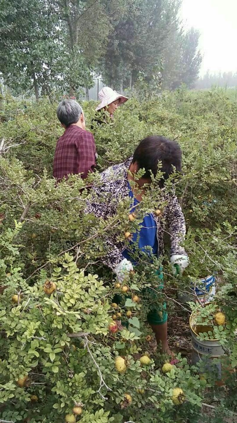 刺梨刺梨干果
