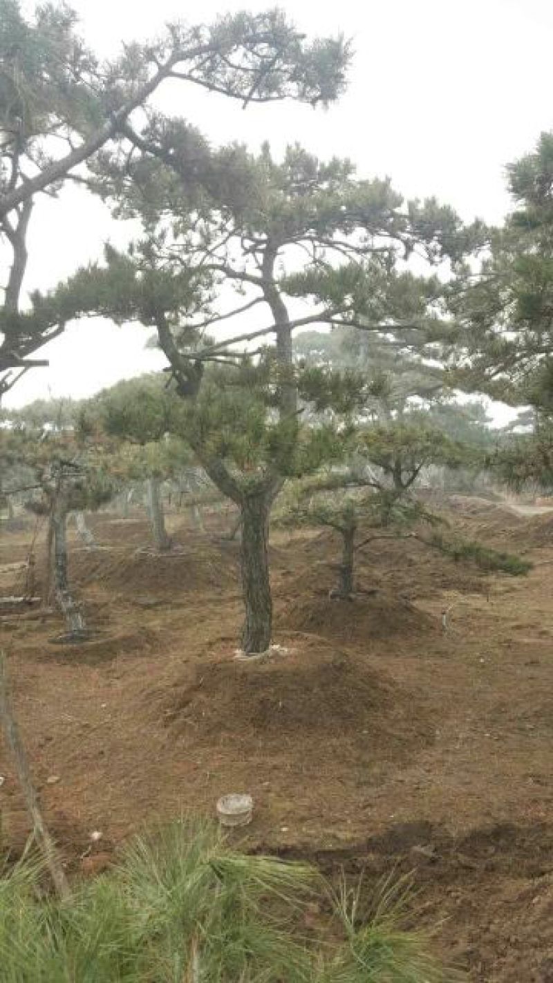 造型松14公分冠幅3米高度3米旺运苗木中心有300棵精