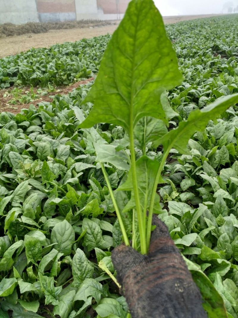 大叶菠菜20~25厘米