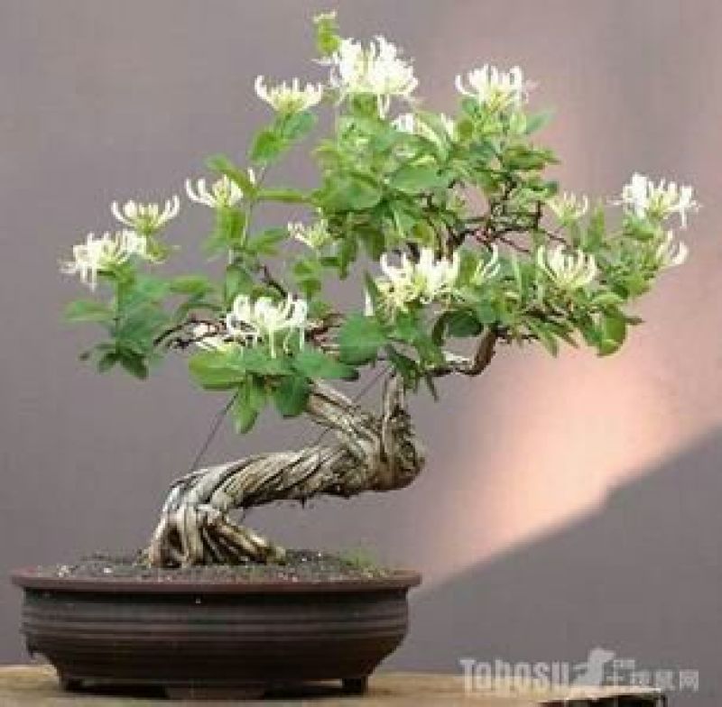 金银花