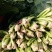 菠菜