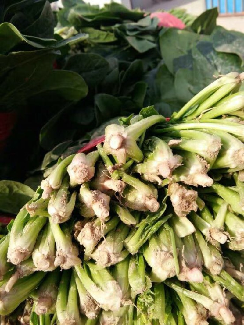 菠菜