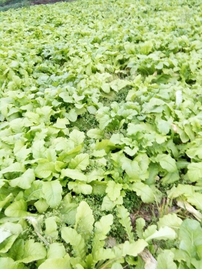 圆根萝卜1~1.5斤起