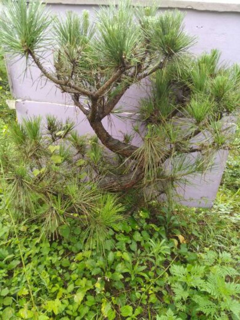 松树树桩10~15cm