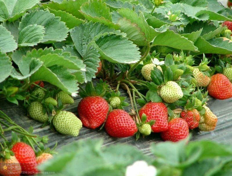 草莓苗脱毒四季草莓苗牛奶油草莓苗红颜草莓