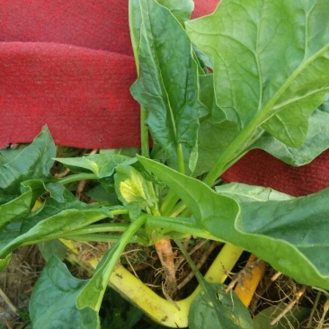 秋菠菜20~25厘米
