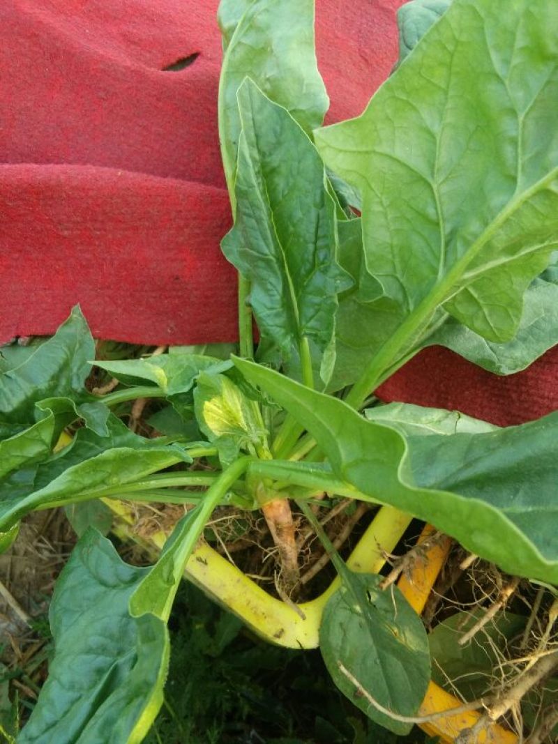 秋菠菜20~25厘米
