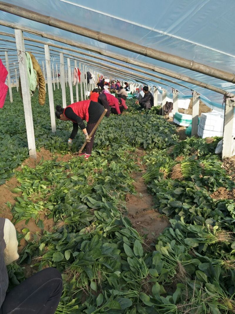 小叶菠菜20~25厘米