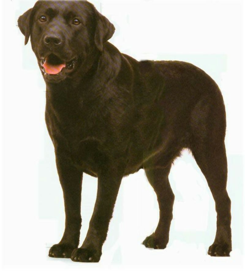 拉布拉多犬母