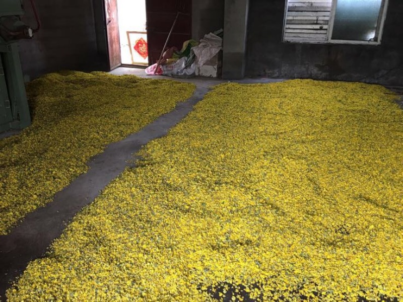 野菊花