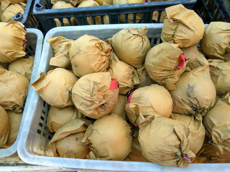 晚秋黄梨250~300g纸加膜