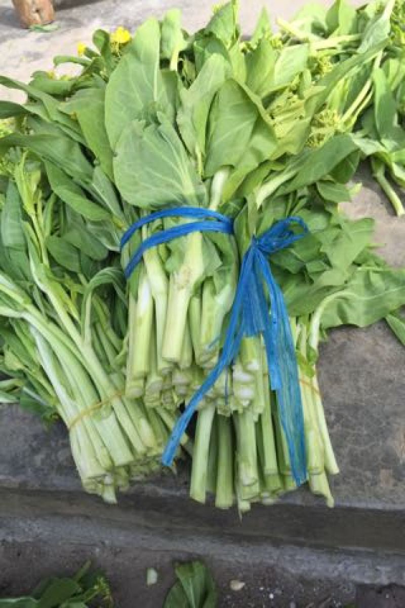 菜苔