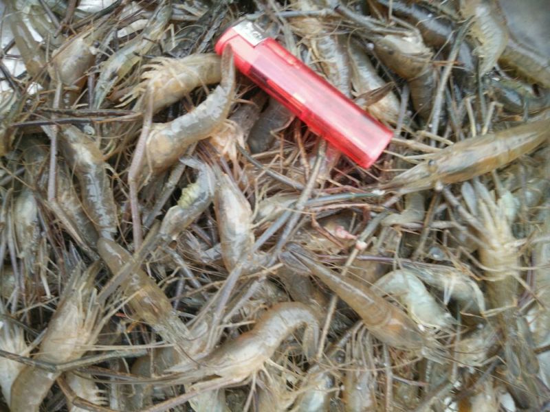 河虾冰鲜虾26~30只/kg