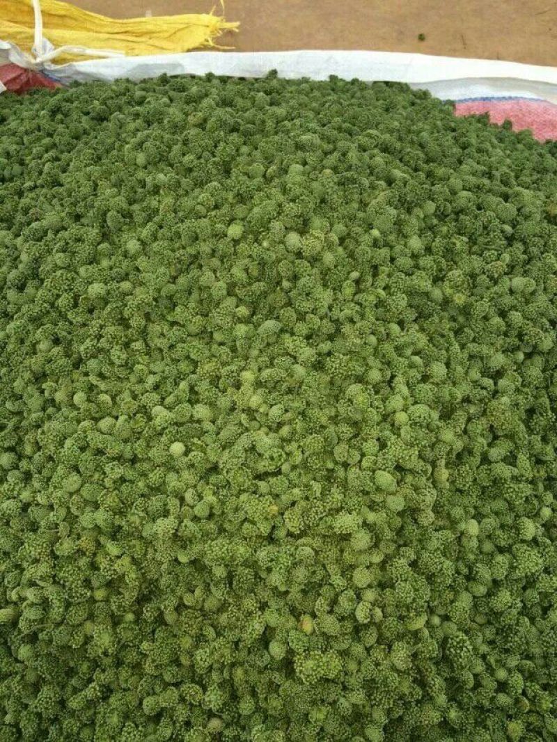 三七花带柄