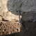 牡丹8~10cm10~12cm0.5~1米