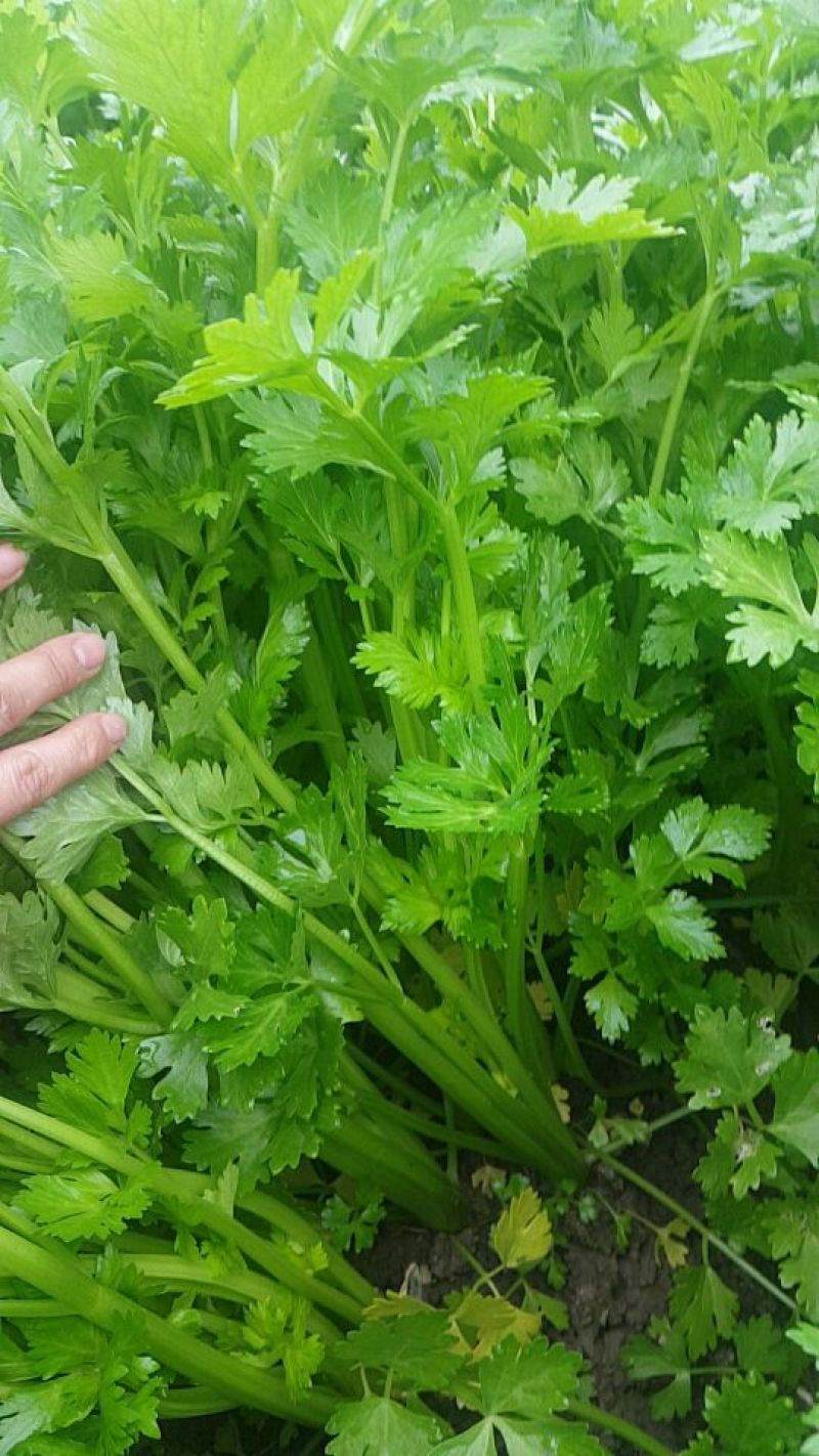 香芹40cm以上