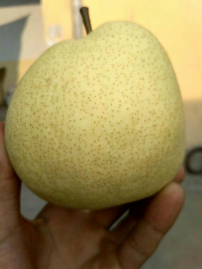 酥梨450~500g纸袋