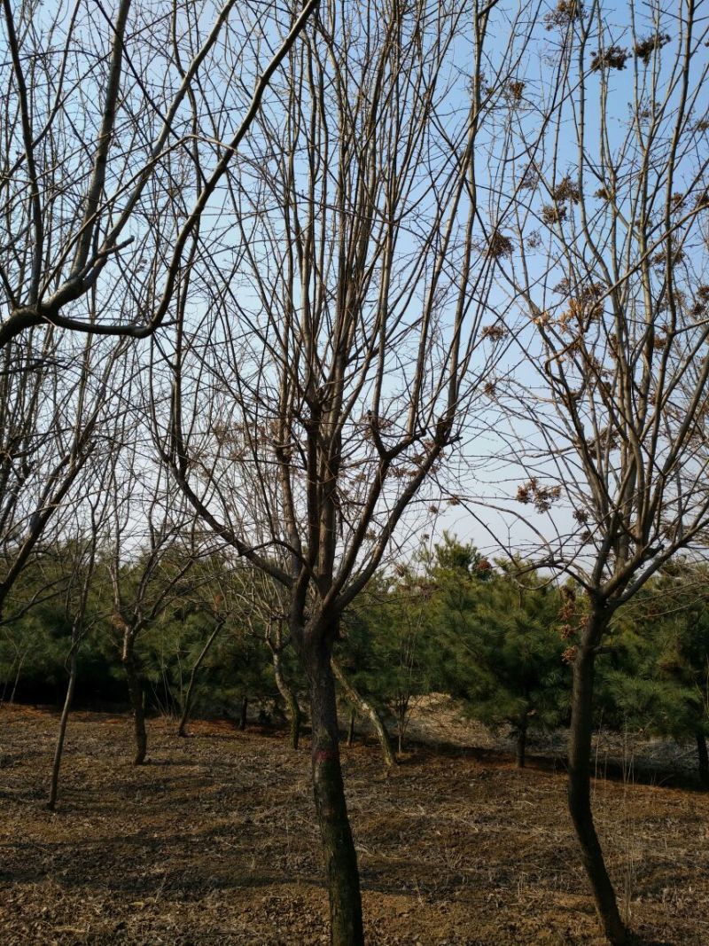 暴马丁香10~12cm8~10cm3.5~4米