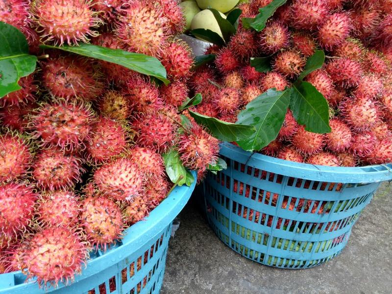 海南特产热带水果红毛丹，毛荔枝