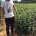 苹果树苗
