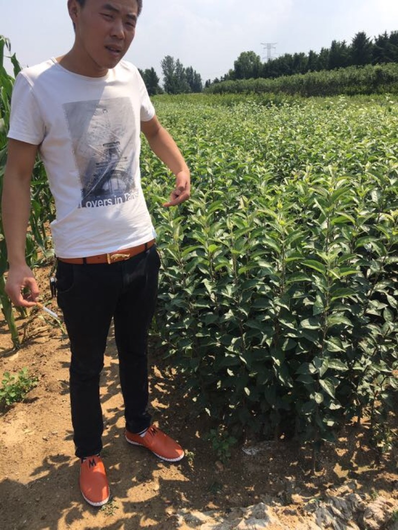 苹果树苗