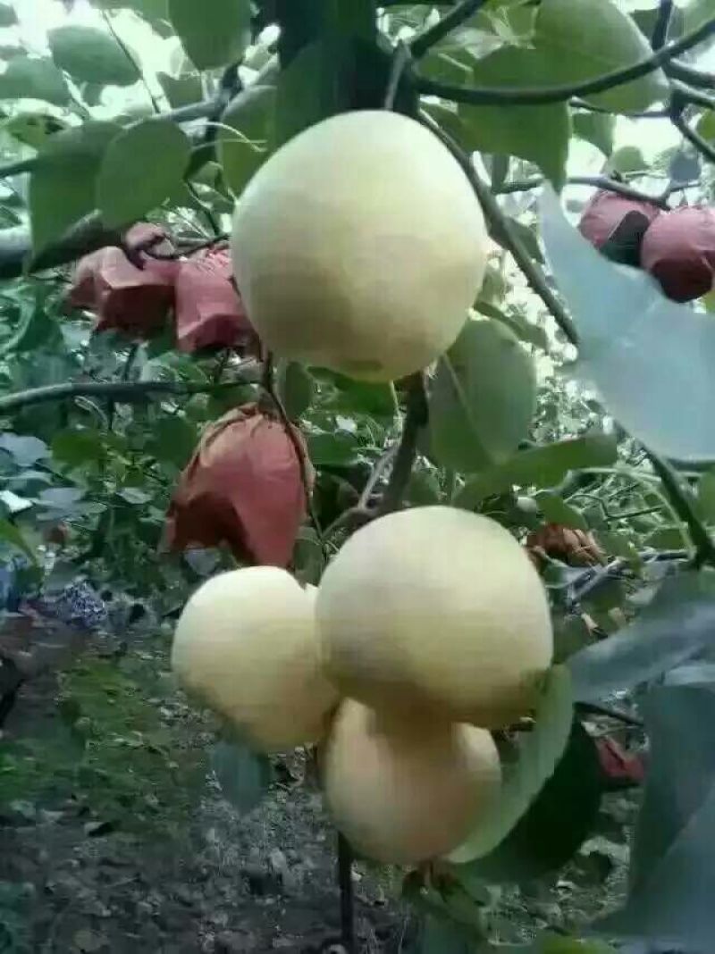礼泉酥梨纸袋