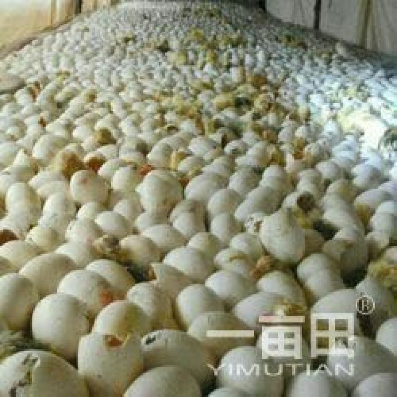 皖西白鹅鹅苗250g以上