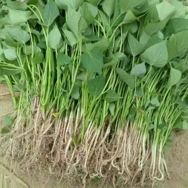 脱毒红薯苗，西瓜蜜，蜜薯苗，日本红瑶，甜蜜丝滑，榴莲蜜薯