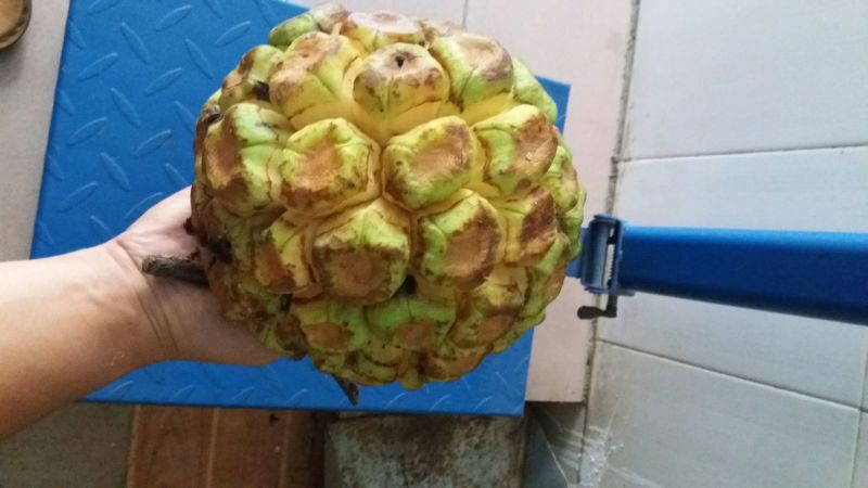 布福娜300~600g