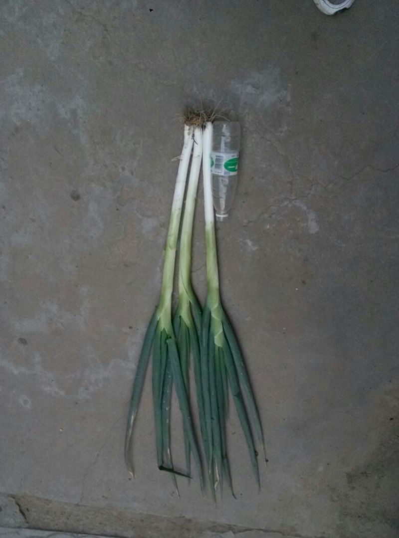 长白大葱净葱3cm左右