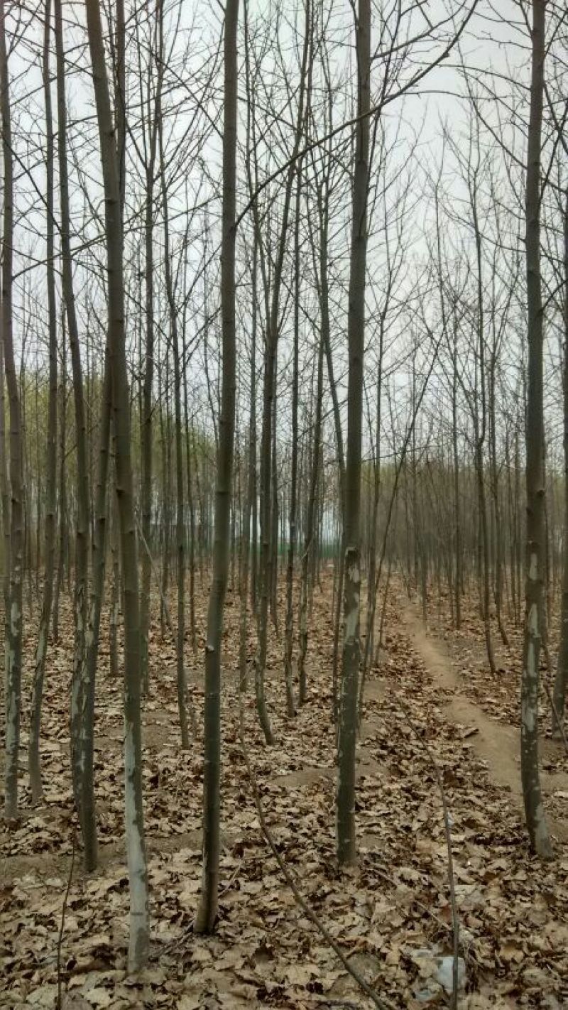草坪草