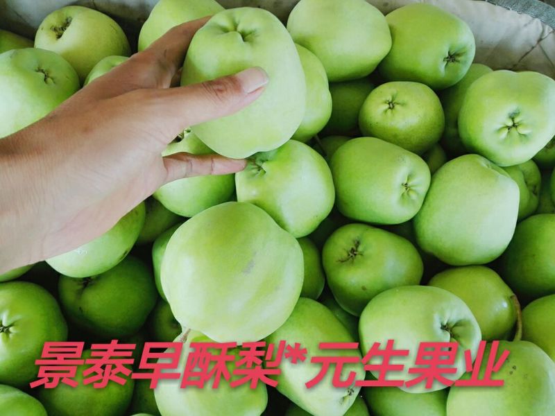 早酥梨150~200g光果